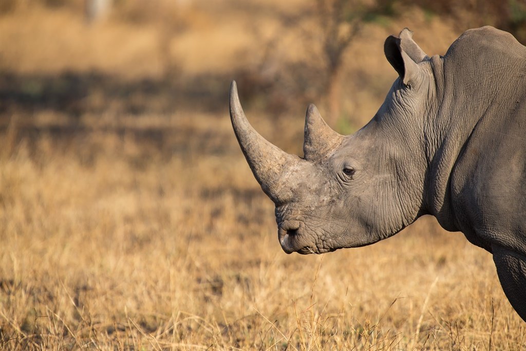News24.com | SA announces hunting permits for rhino, leopards