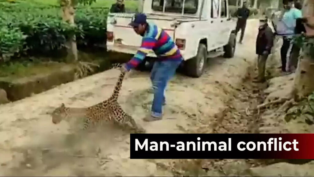 Watch: Stray leopard dragged by locals at a tea garden in Assam’s Mariani | News – Times of India Videos