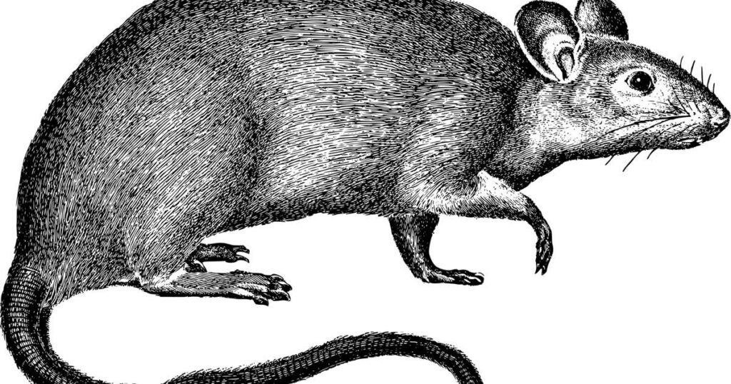 They’re trying to resurrect an extinct rat now. It’s not going so well