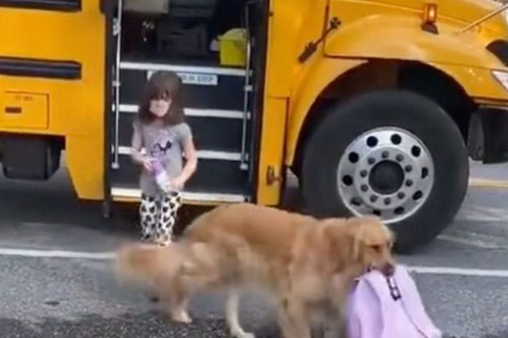 Vídeo mostra golden retriever carregando mochila de criança todos os dias após ela voltar da escola – Pais