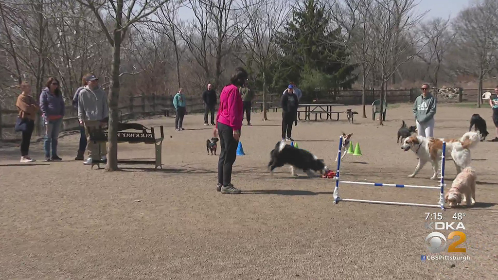 New Agility Course Opens At The Carnegie Dog Park