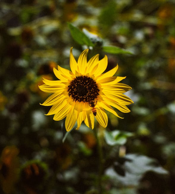 Tom Brady says he cloned his dog – CBS Boston