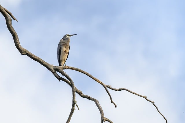Meet the Australian volunteers changing lives on a hospital ship in Africa – ABC News