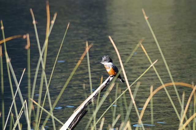 America’s Peace Corps enter global AI competition with new ‘Tech Corps’