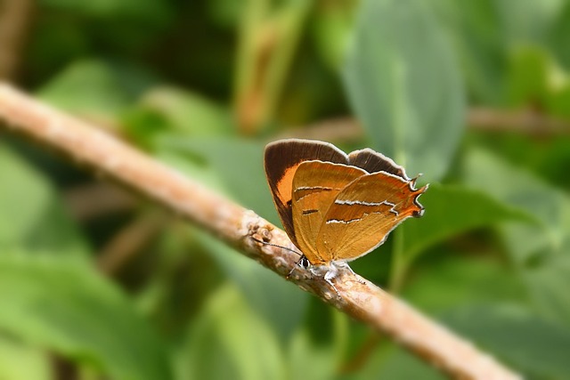Kidney March creates awareness and sense of community in Calgary | Watch News Videos Online
